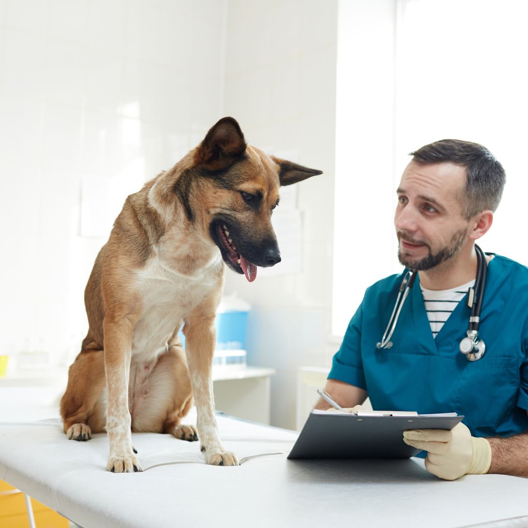 General Consultation